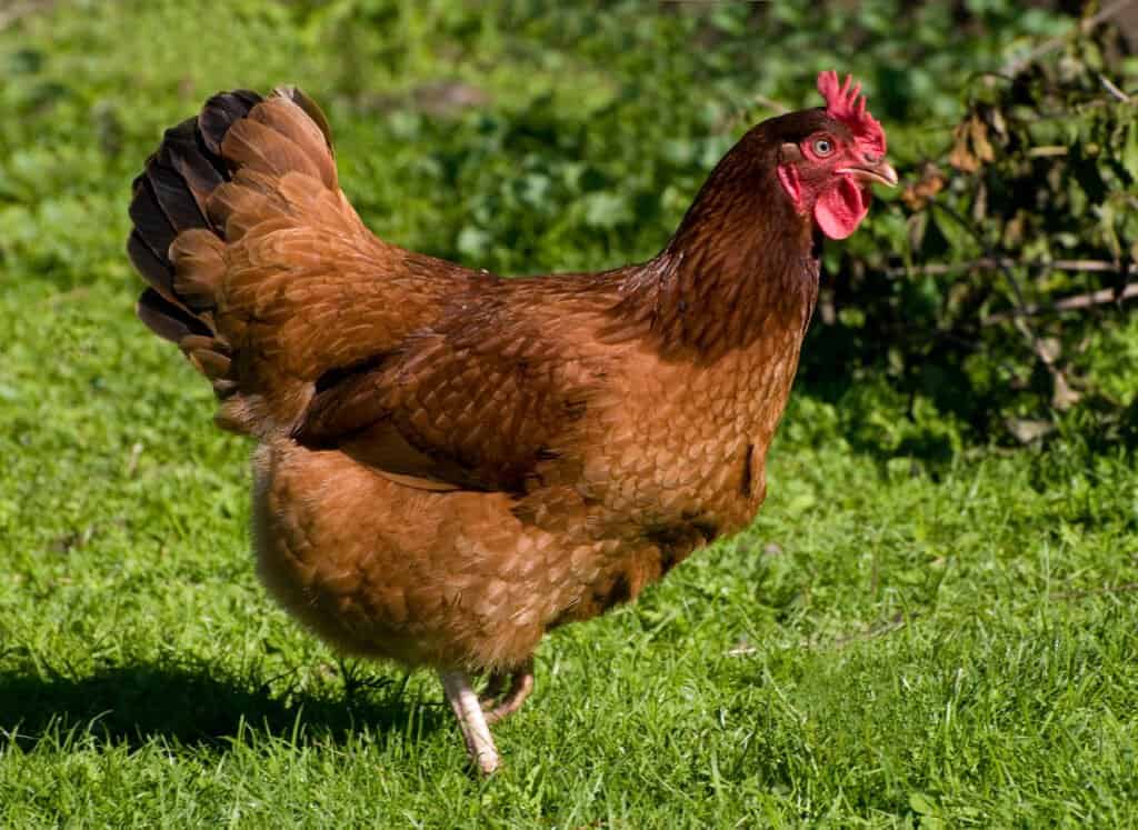 3. Rhode Island Red chicken breed that lay the most eggs