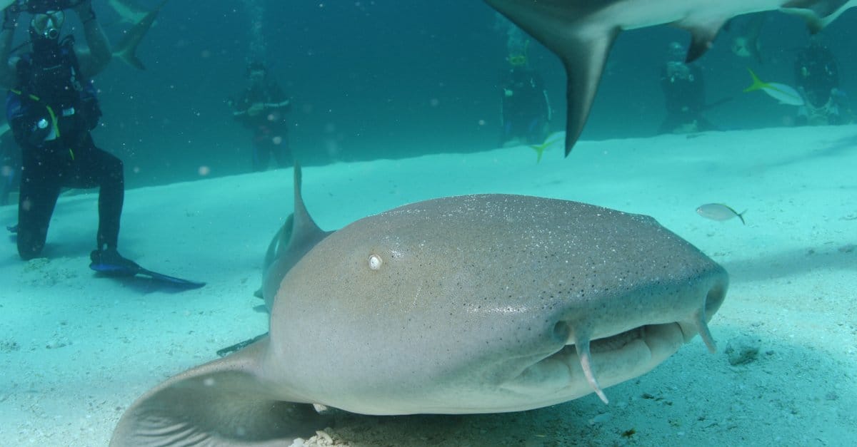 Nurse Shark Teeth - Nurse Shark