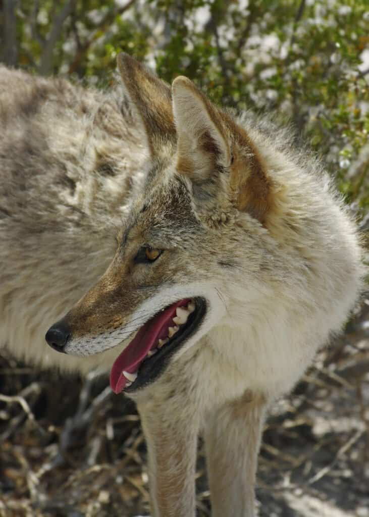 coyote mating season