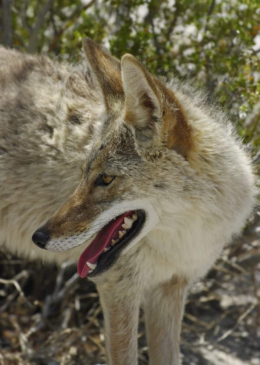 can coyotes breed with dogs