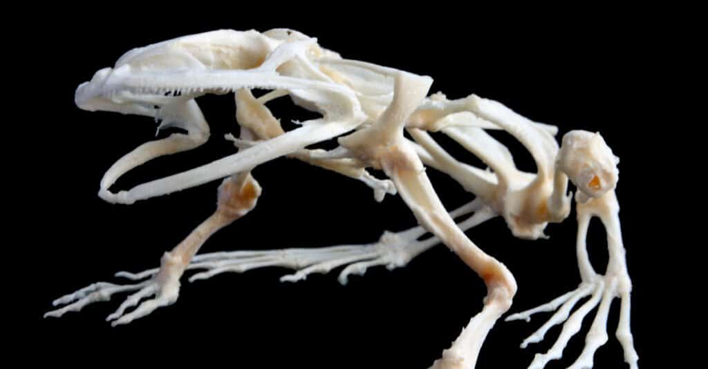 frog skeleton