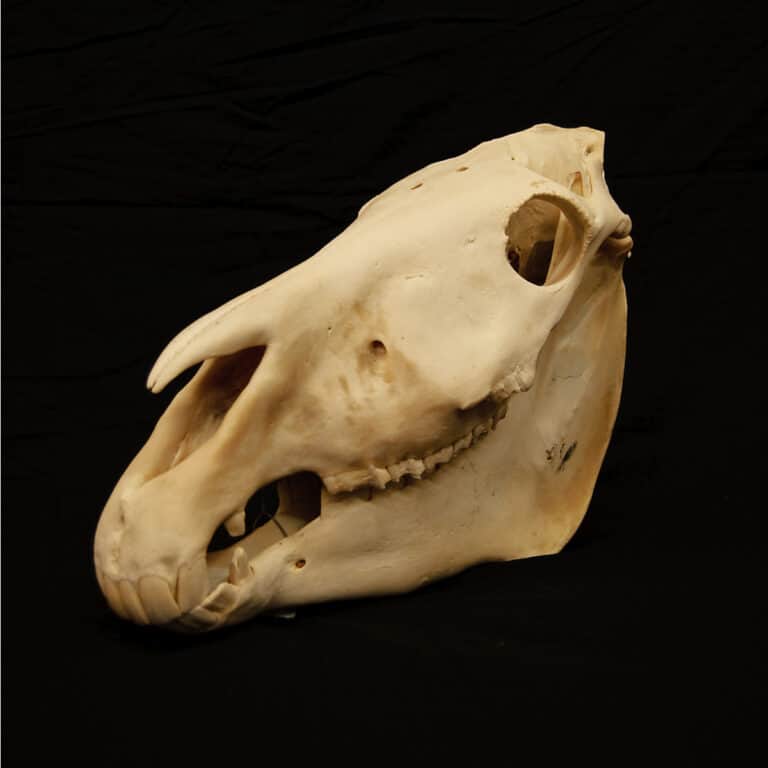 Zebra Teeth - Zebra Skull