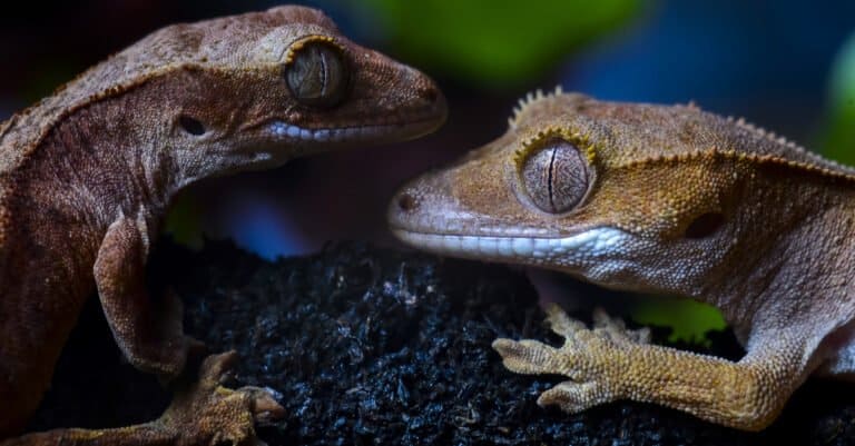 How to Sex a Crested Gecko - Male and Female Crested Gecko