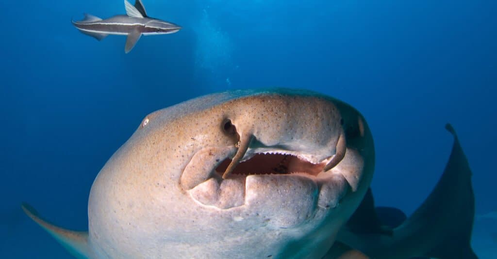 Nurse sharks have dense flattened teeth which suit their diet of crabs, turtles, and crustaceans.