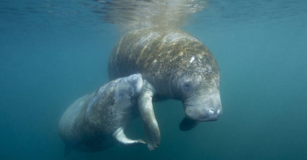 baby manatee nursing