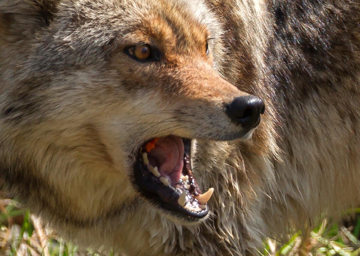 Coyote Teeth: Everything You Need to Know - AZ Animals