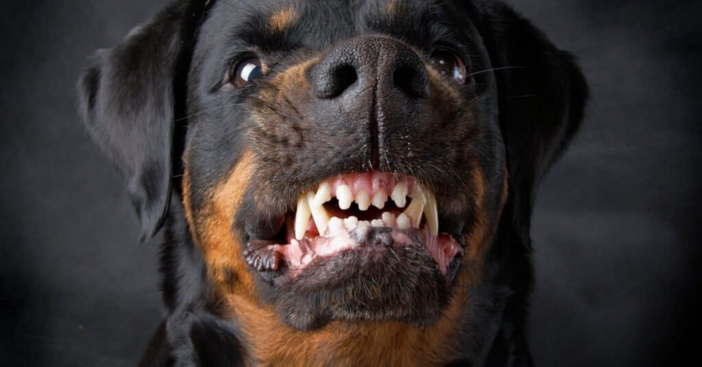 does rottweiler have lock jaw?
