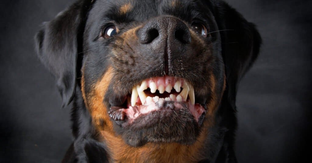 Rottweiler Teeth - Rottweiler