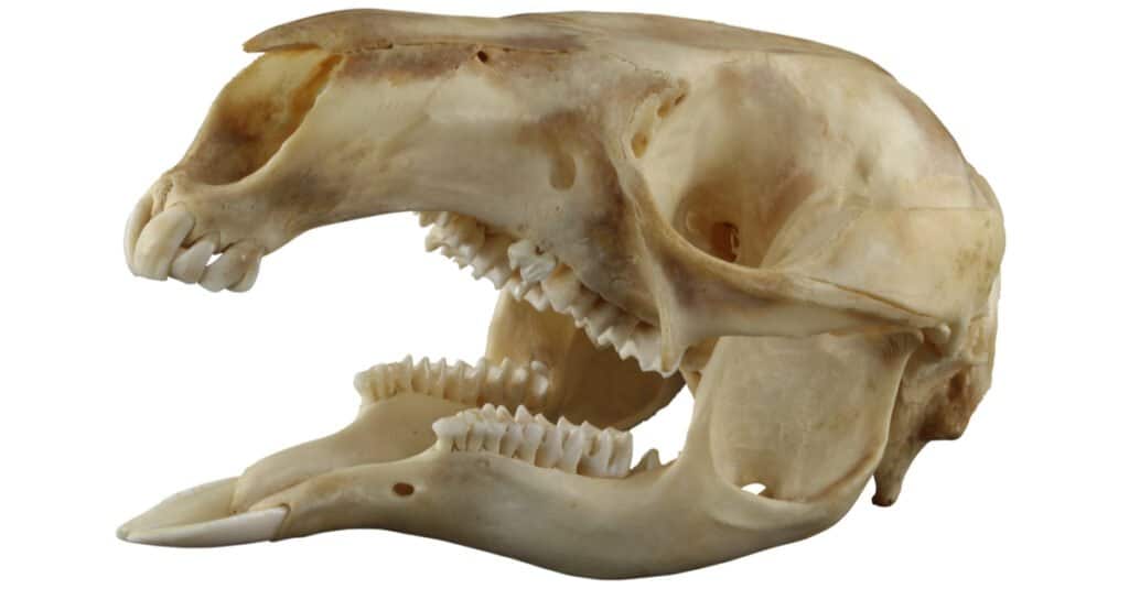 Kangaroo Teeth - Kangaroo Skull
