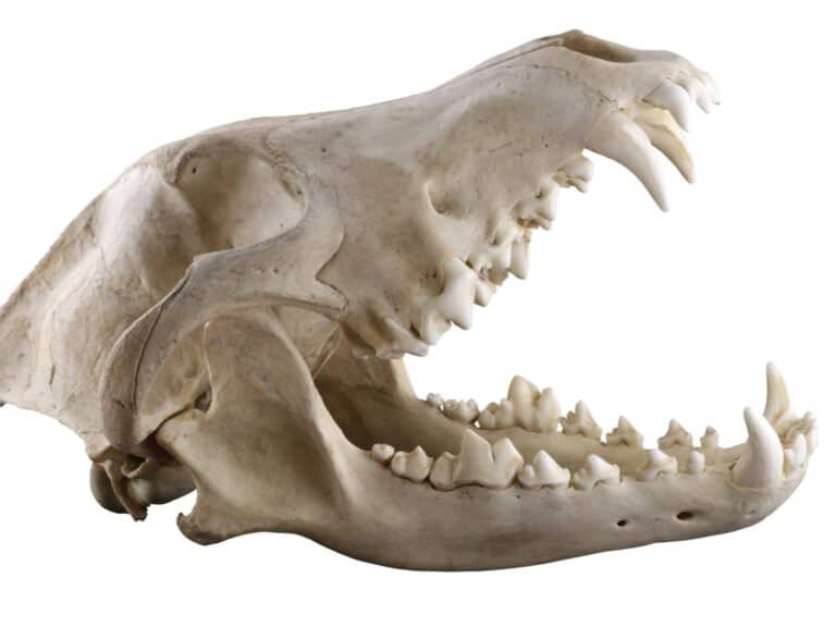 Wolf Teeth - Wolf Skull