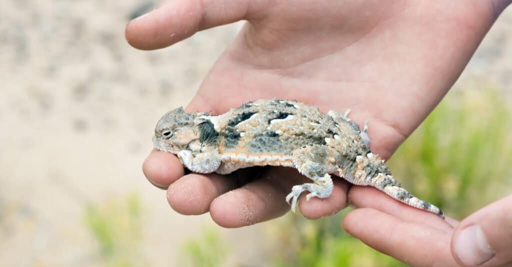 shorthorned lizard with spikes