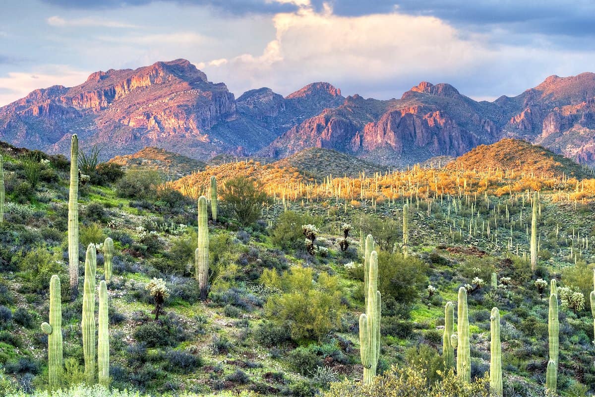 The 4 Largest Deserts in North America are Stunning - A-Z Animals