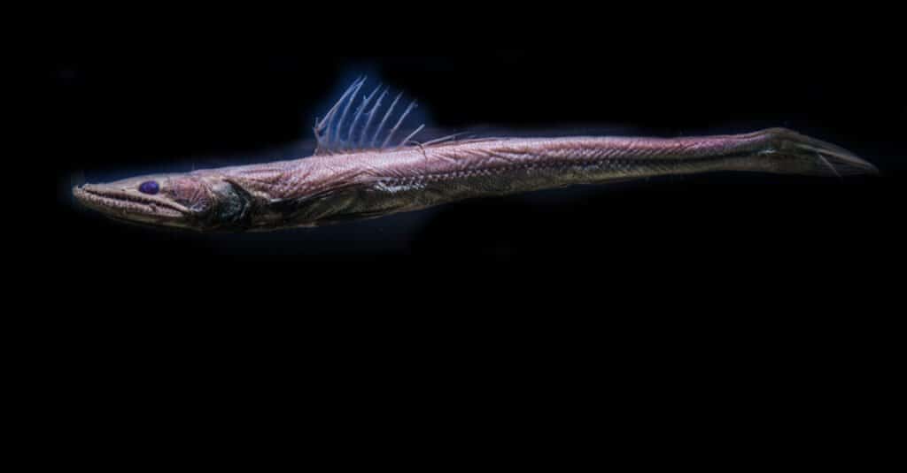 deep sea creatures viperfish