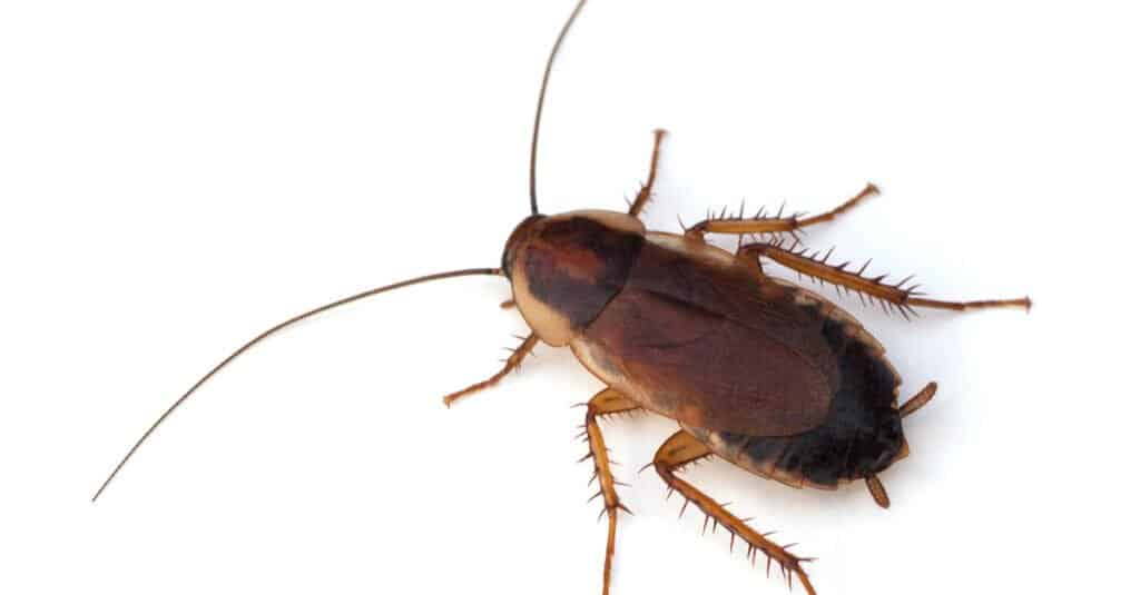 Wood Roach vs Cockroach - แมลงสาบไม้เพนซิลเวเนีย