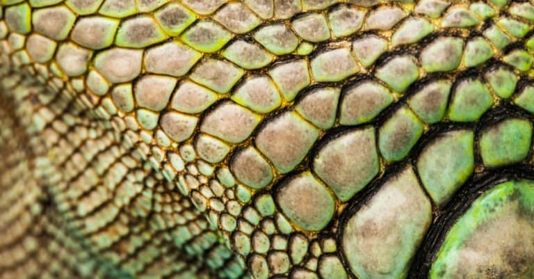 Shark Scales - Scales of a Reptile