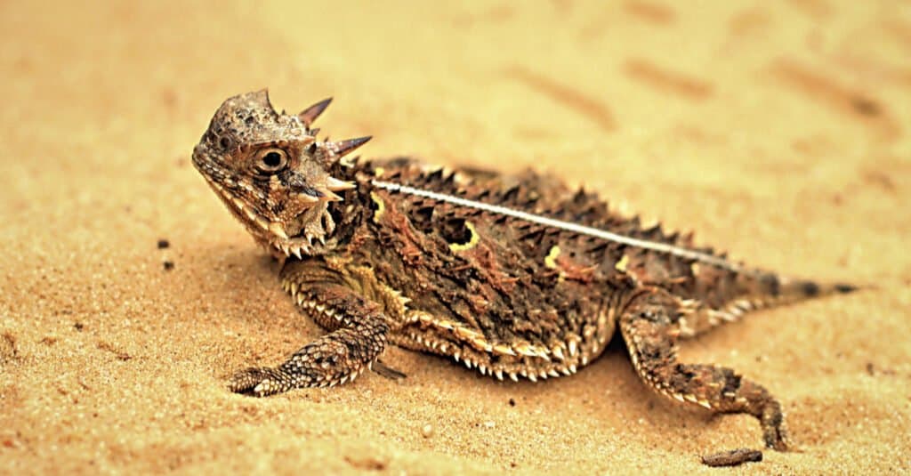 spiky texas horned lizard