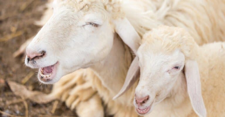 Sheep Teeth - Sheep and Fawn