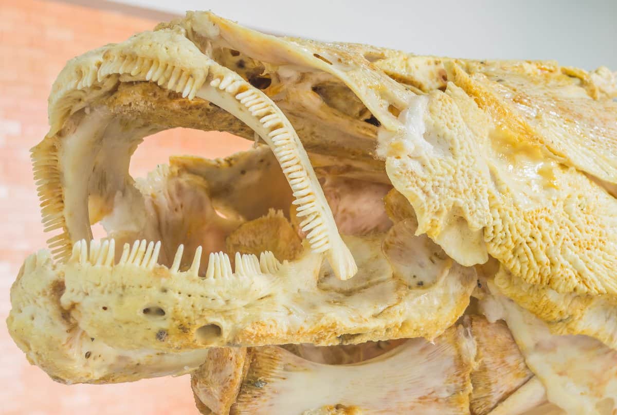 Arapaima Teeth - Arapaima teeth