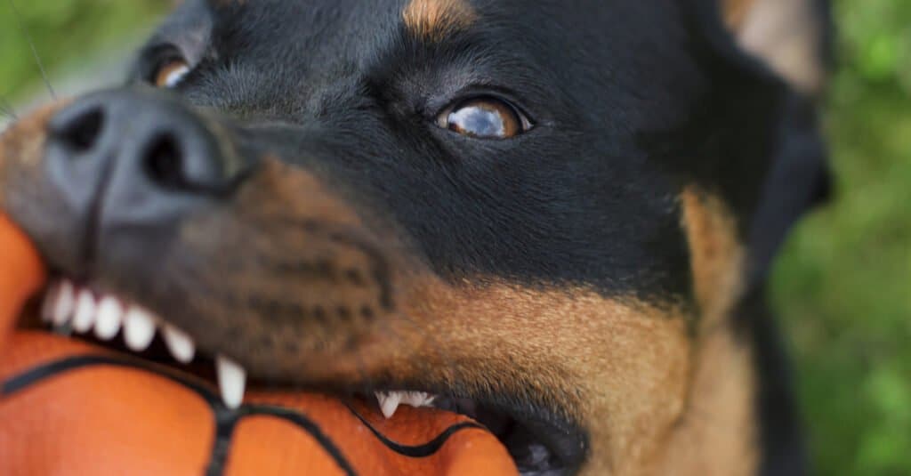 Rottweiler Teeth - Rottweiler biting