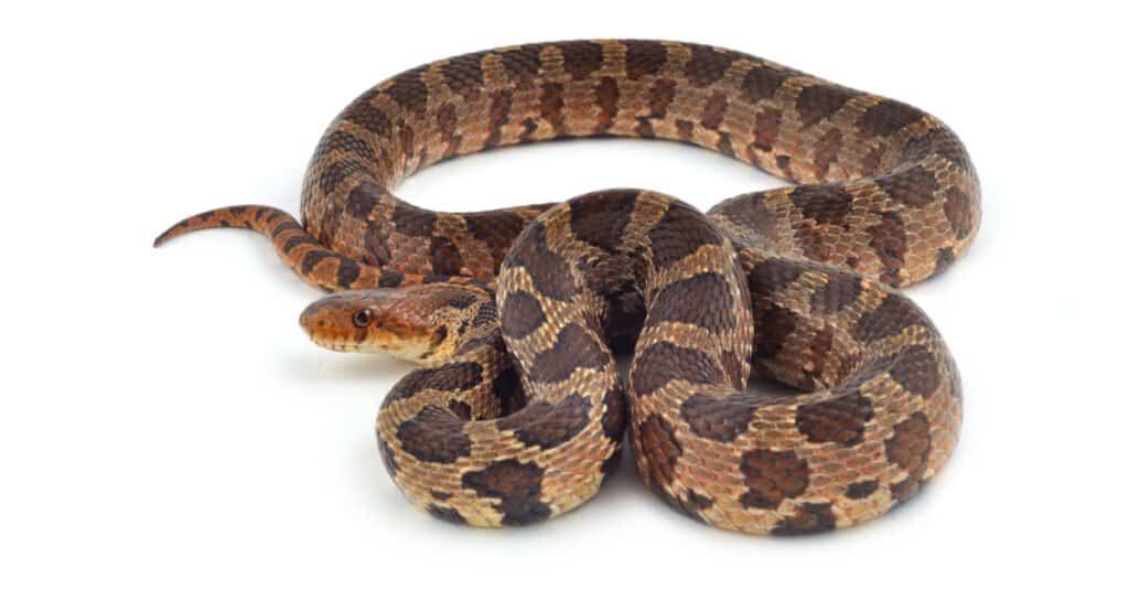 A Western Fox Snake semi-coiled . the snake is light brownn with darker brown splotches. with isolate background.