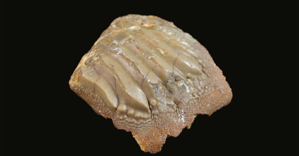 Stingray Teeth - Fossilized Stingray Tooth
