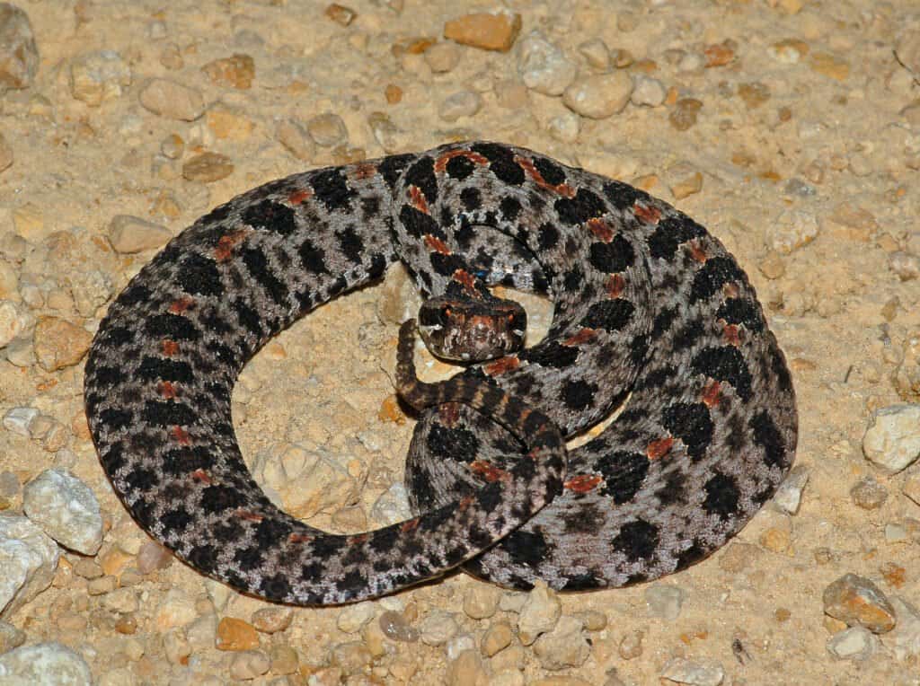 Curled up pygmy rattlesnake