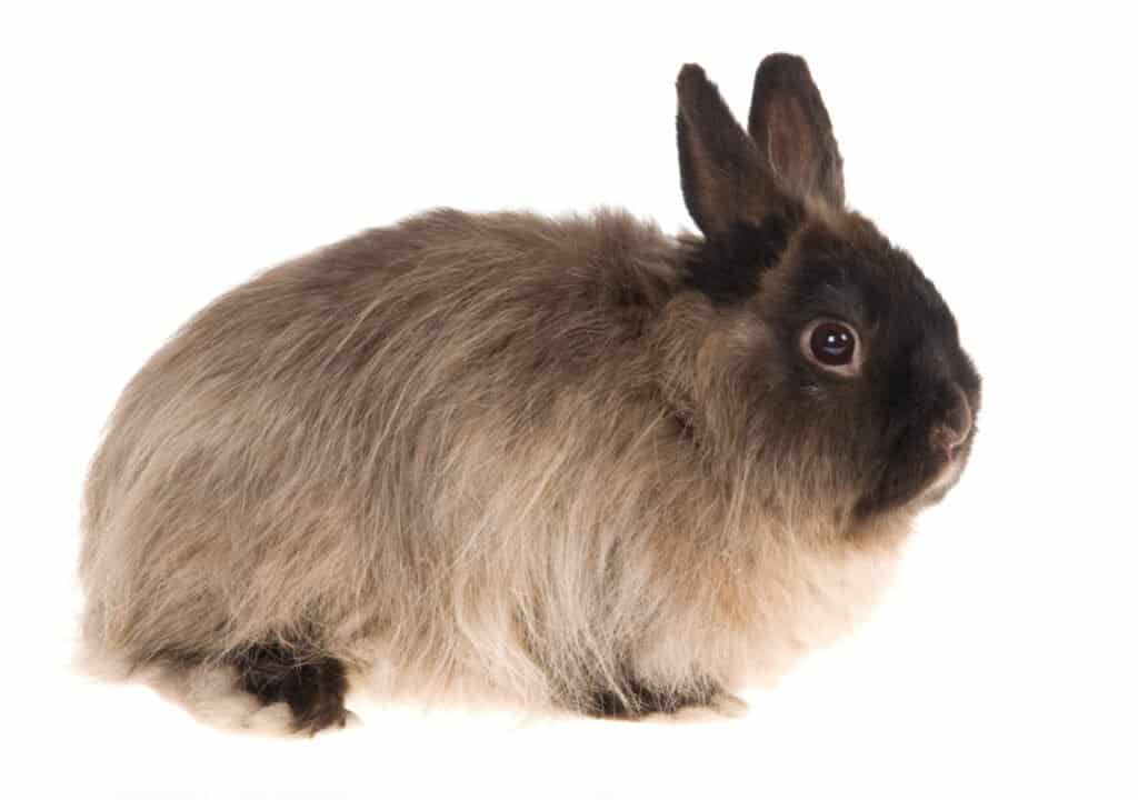 Image of a Jersey Wooly rabbit, showcasing its soft woolly coat and cute appearance.