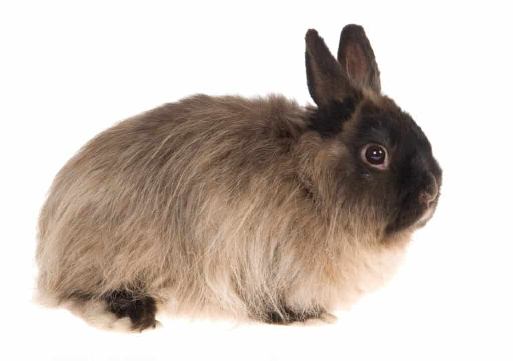 5 cheapest rabbits to keep as pets