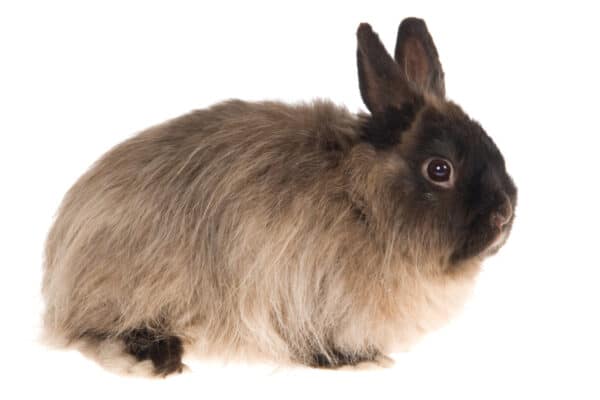A Jersey Wooly Rabbit