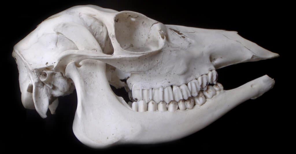 Deer Teeth - Deer Skull