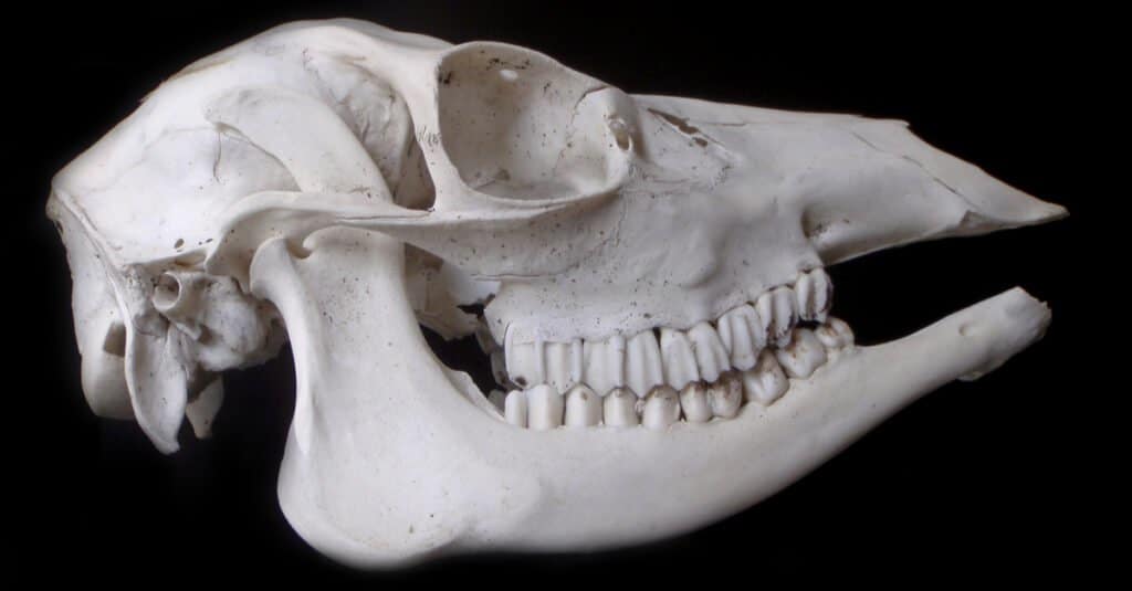 3. "Jaw-dropping Facts: Understanding the Tooth Structure of Deer"