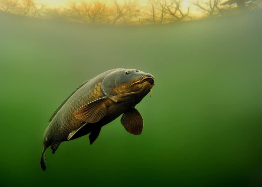 Asian carp in the water- invasive species in Michigan