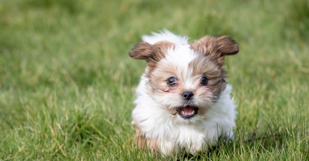 do shih poo puppies shed