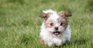 What Were Shih Tzus Bred For? Past Role, Jobs, History, and More Picture