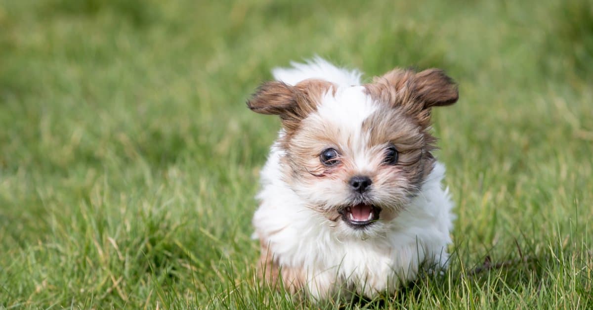 are shih tzu bull terrier mix dogs hypoallergenic