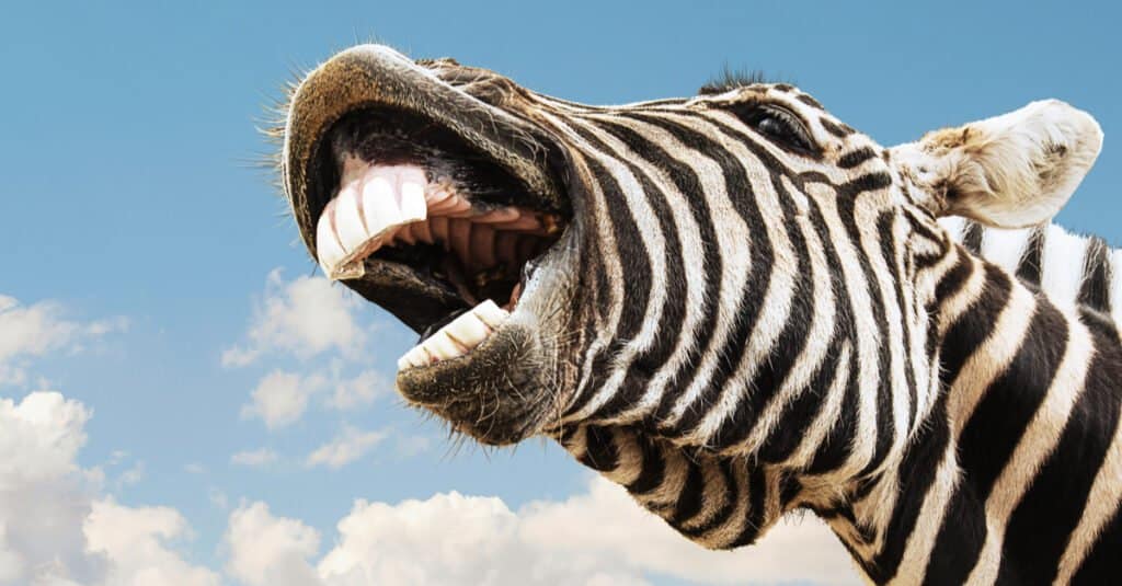 Zebra Teeth - Zebra showing teeth