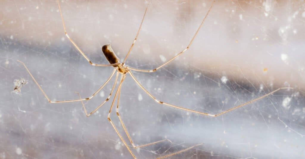 Mommy Long Legs  A daddy-long-legs spider with her newborne