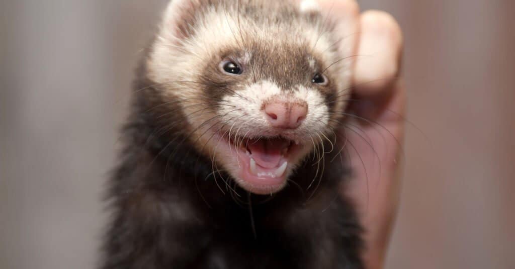 ferret animal teeth