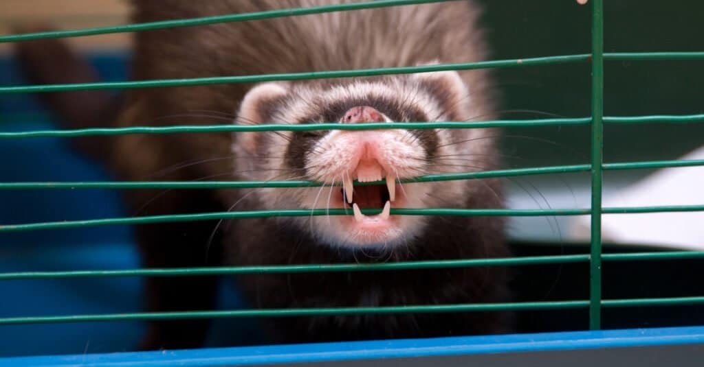 Ferret Teeth - Ferret behind bars