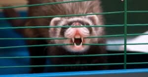 Ferret Teeth: Everything You Need to Know Picture