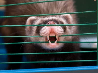 A Ferret Teeth: Everything You Need to Know