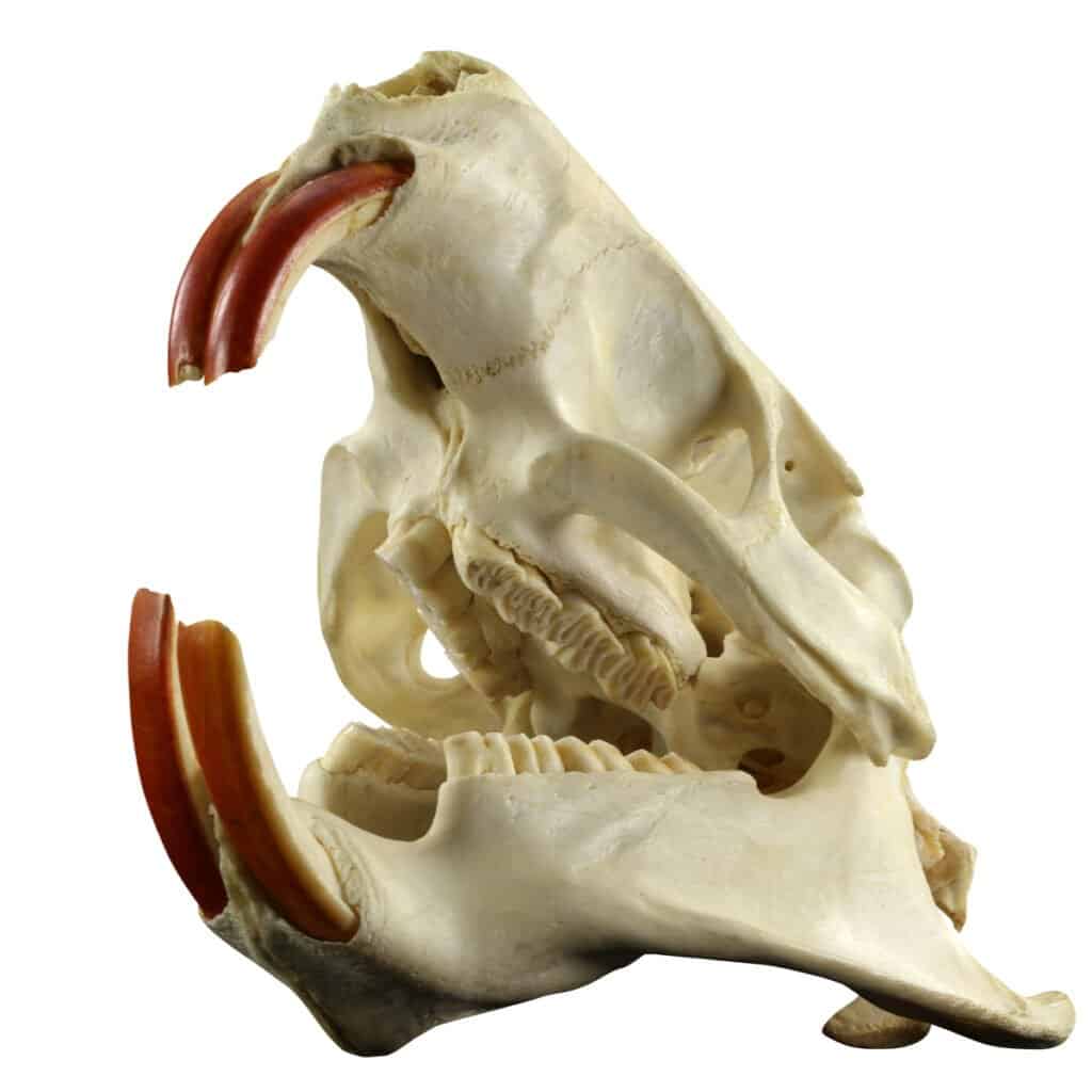 Chipmunk Teeth - Rodent Skull