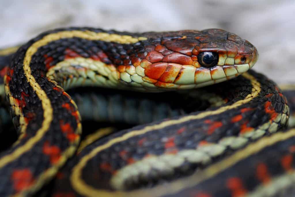 Venomous vs non-venomous snake