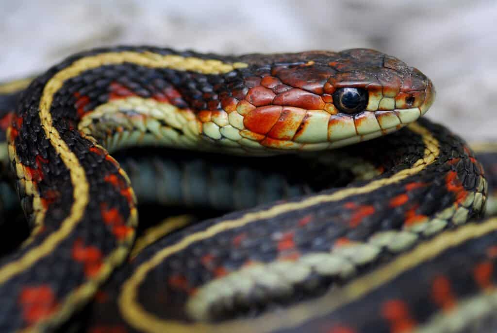 snake-lifespan-how-long-do-snakes-live-a-z-animals