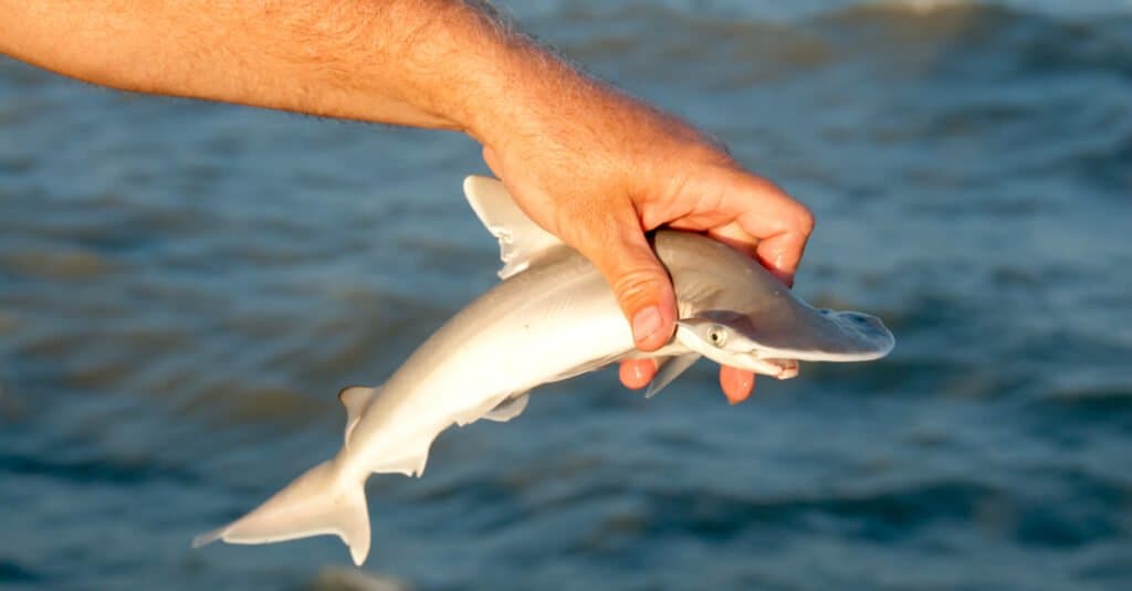 tiny baby hammerhead shark