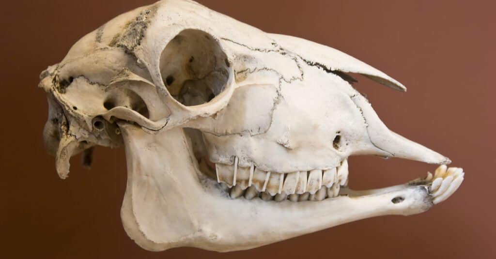Sheep Teeth - Sheep Skull