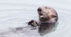 Otter Teeth: Everything You Need to Know Picture