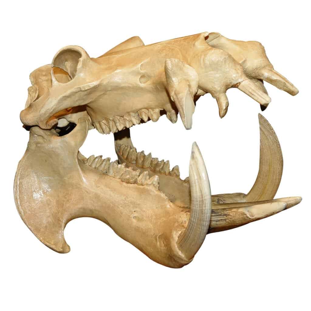 Hippo Skulls: A Hippo Skull