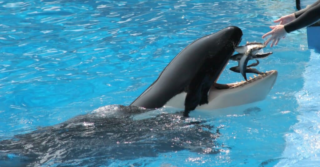 Killer Whale Teeth - Killer Whale Eating