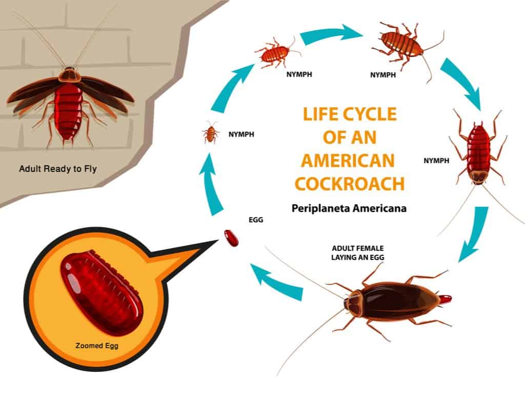 Cockroach Life Cycle - American Cockroach